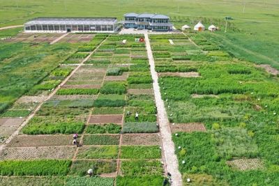 荒漠化治理的蒙草實(shí)踐