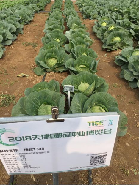 捷利亞種業(yè) 品種