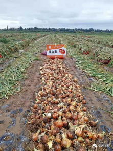 安達種業各品種洋蔥長勢喜人 2