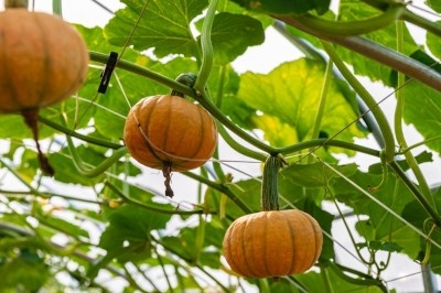 種業(yè)博覽會看上的瓜果蔬菜 走,隔壁地里有現(xiàn)貨