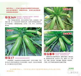 2020年豫藝種業(yè)產品畫冊