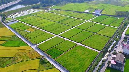 袁創超級稻 引領“十三五”種業創新的科技豐碑