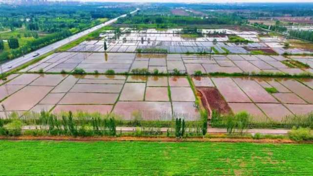 鹽堿稻浪映鵬城，科技番茄上餐桌 深圳種業力量護航國家糧食安全